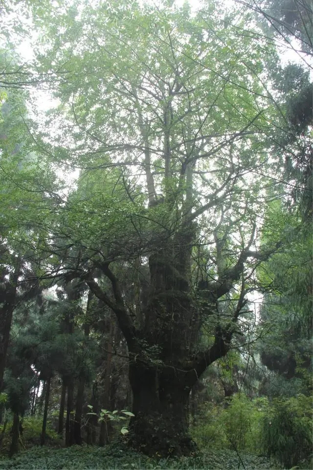 目禪寺